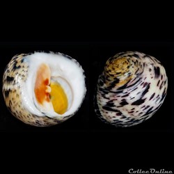 Nerita peloronta