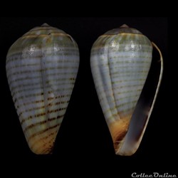 Lautoconus (Varioconus) aemulus (Reeve, 1843)