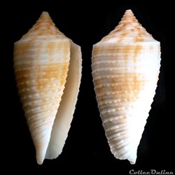 Phasmoconus (Phasmoconus) alabaster (Reeve, 1849)