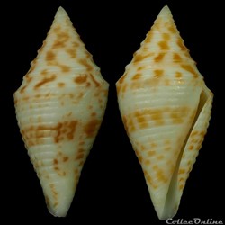 Turriconus (Turriconus) praecellens (A. Adams, 1855)