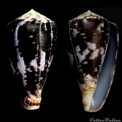 Chelyconus ermineus inquinatus (Reeve, 1849)