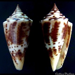 Dauciconus (Gradiconus) anabathrum (Crosse, 1865)