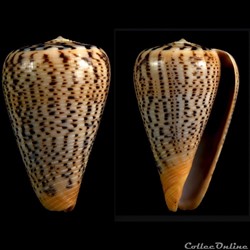 Dendroconus suratensis (Hwass in Bruguière, 1792)