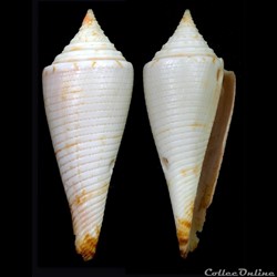 Fusiconus (Bathyconus) comatosus (Pilsbry, 1904)