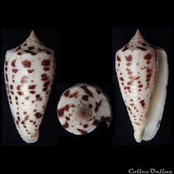 Phasmoconus (Phasmoconus) collisus (Reeve, 1849)