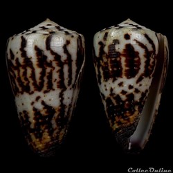 Strategoconus (Vituliconus) striatellus f. lictor (Bovin. A. 1864 )
