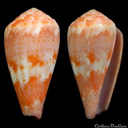 Rhizoconus pertusus elodieallaryae Cossignani, 2013