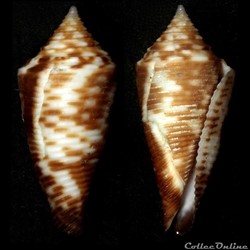 Fusiconus (Fusiconus) hopwoodi (Tomlin, 193