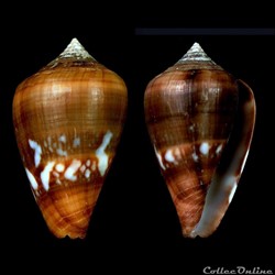 Lautoconus (Africonus) fantasmalis (Rolán, 1990)