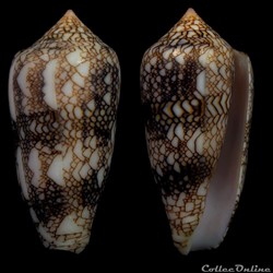 Cylindrus archiepiscopus (Hwass in Bruguière, 1792)