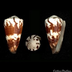 Strategoconus (Vituliconus) vitulinus (Hwass, 1792)