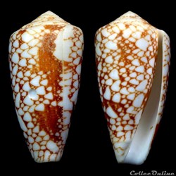 Darioconus pennaceus marmoricolor (Melvill, 1900)
