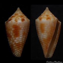 Ximeniconus (Coltroconus) iansa (Petuch, 1979)
