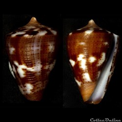 Dauciconus (Dauciconus) orion (Broderip, 1833)