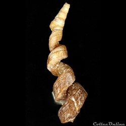 Vermicularia knorrii (Deshayes, 1843)