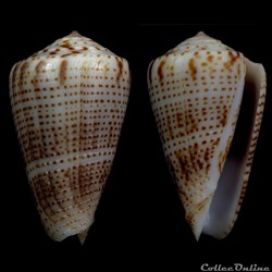 Ximeniconus (Perplexiconus) perplexus (Sowerby II, 1857)