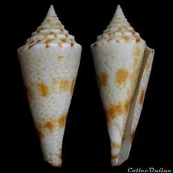 Fusiconus (Bathyconus) saecularis (Melvill, 1898)