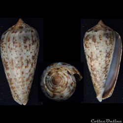 Phasmoconus (Phasmoconus) cinereus (Hwass in Bruguière, 1792)