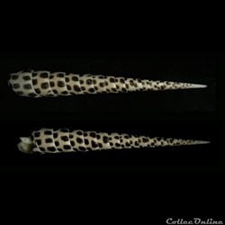 Terebra subulata (Linnaeus, 1767)