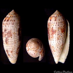 Hermes nussatella (Linnaeus, 1758)