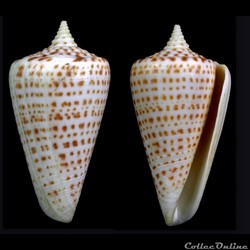 Lindaconus lorenzianus (Dillwyn, 1817)