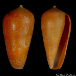Textilia (Textilia) solangeae (Bozzetti , 2004)