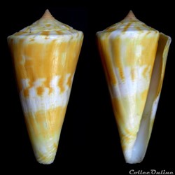 Kioconus ( Nitidoconus) voluminalis (Reeve, 1843)