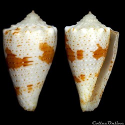 Stephanoconus bartschi (Hanna & Strong, 1949)
