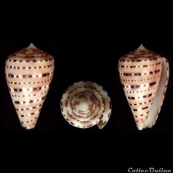 Kalloconus (Genuanocpnus) genuanus (Linnaeus, 1758)