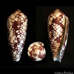 Darioconus episcopatus (da Motta, 1988)