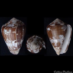 Pionoconus catus (Hwass in Bruguière, 1792)