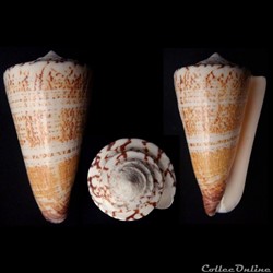 Calibanus (Thalassiconus) thalassiarchus f. azona (Sowerby I, 1834)