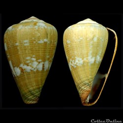 Lautoconus (Africonus) irregularis (Sowerby II, 1857)