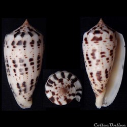 Phasmoconus (Phasmoconus) zapatosensis (Röckel, 1987)