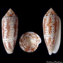 Hermes nussatella (Linnaeus, 1758)