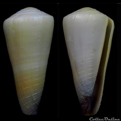 Virgiconus emaciatus (Reeve, 1849)