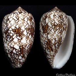 Cylindrus archiepiscopus f. verriculum (Reeve, 1843)