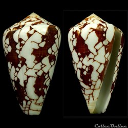Darioconus pennaceus  quasimagnificus (da Motta, 1982)