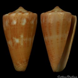 Dauciconus (Dauciconus) daucus (Hwass in Bruguière, 1792)