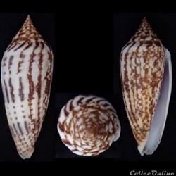 Phasmoconus (Phasmoconus) australis (Holten, 1802)
