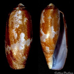 Gastridium obscurum (Sowerby I & II, 1833)