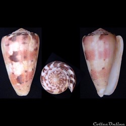 Pionoconus gauguini (Richard & Salvat, 1973)