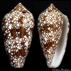 Cylindrus textile (Linnaeus, 1758)