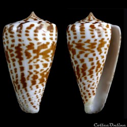 Phasmoconus (Phasmoconus) inscriptus (Reeve, 1843)