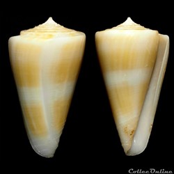 Kioconus (Nitidoconus) typhon (Kilburn, 1975)