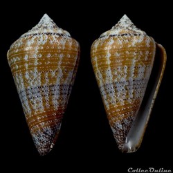 Tenorioconus dominicanus (Hwass in Brugière, 1792)