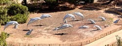 BANC DES DAUPHINS HYERES
