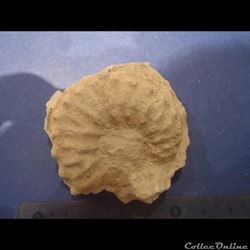 Schloenbachia varians