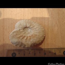 Schloenbachia varians