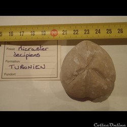 Micraster decipiens